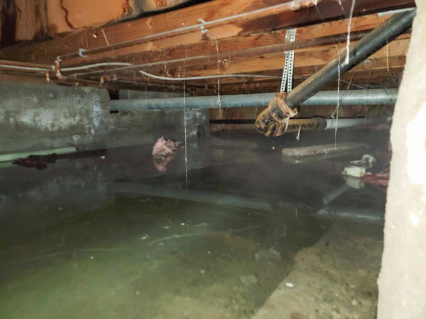 Best Professional water damage repair  in China Lake Acres, CA